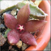 Duvalandria dioscoridis 2